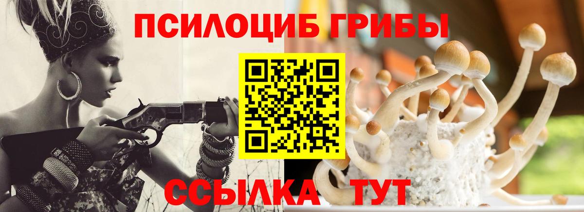 Псилоцибиновые грибы Psilocybe Нарьян-Мар